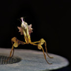 Idolomantis Diabolica L3