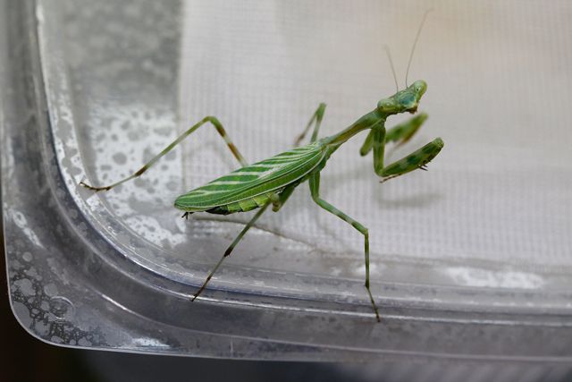 Miomantis binotata