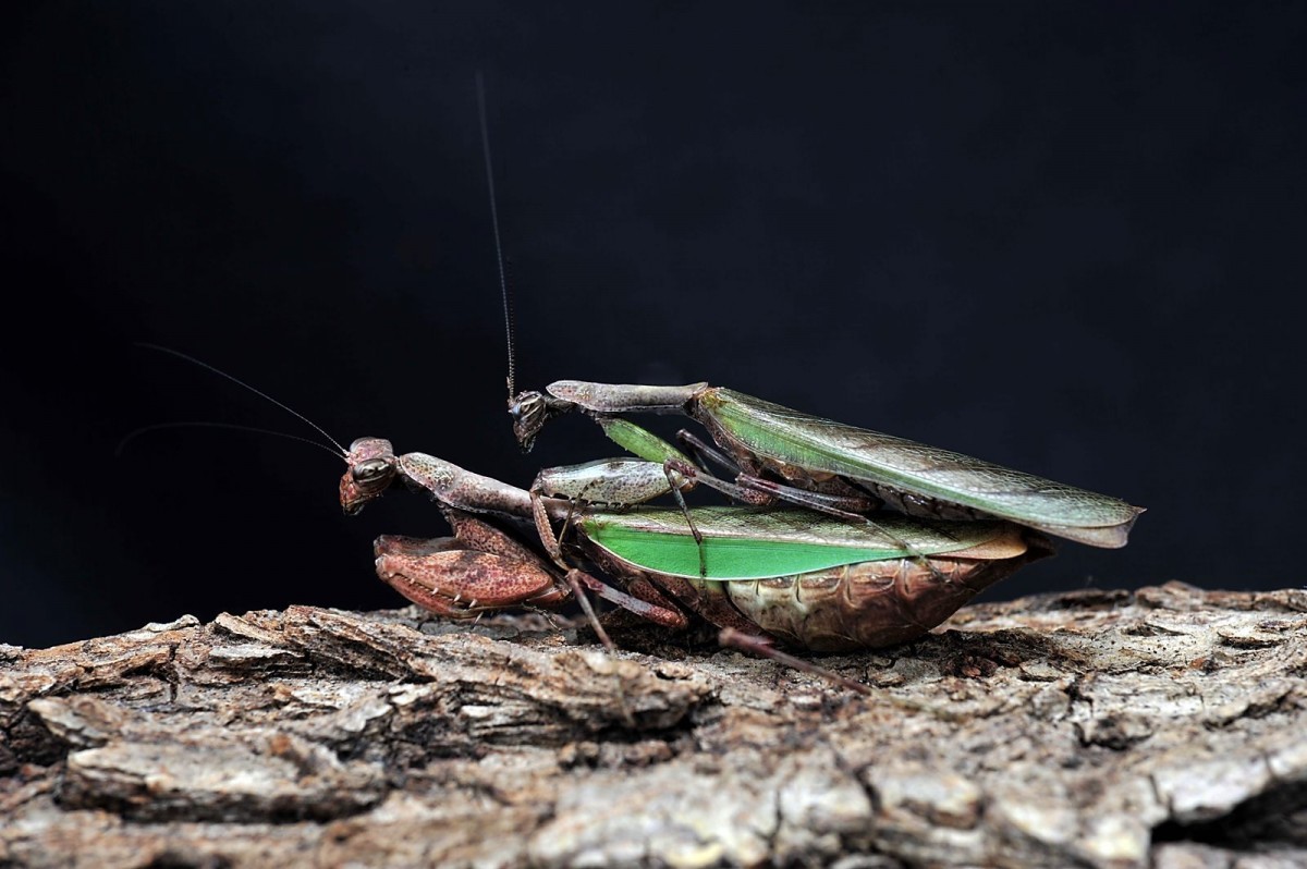 Acromantis formosana