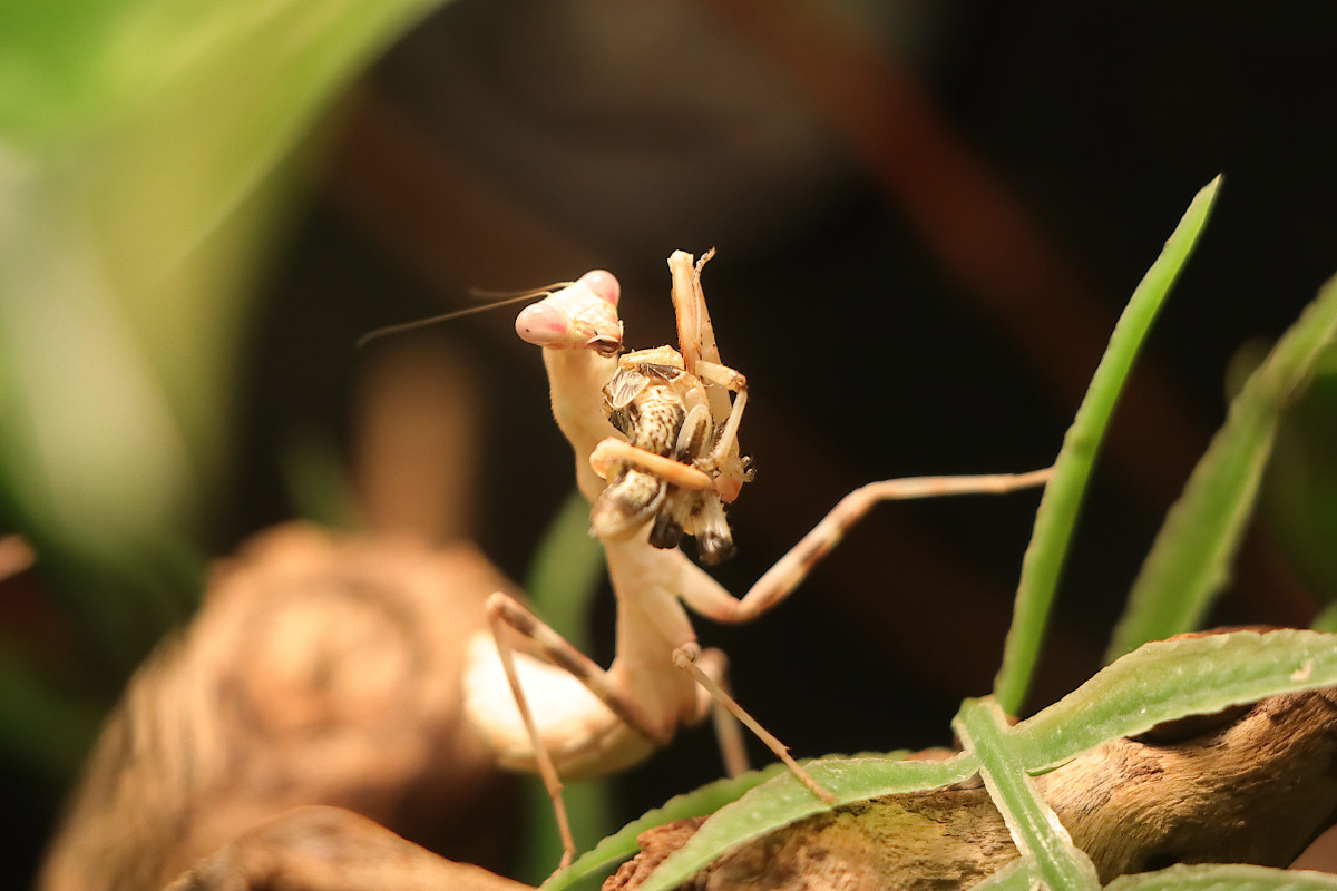 Rosi, Pnigomantis medioconstricta