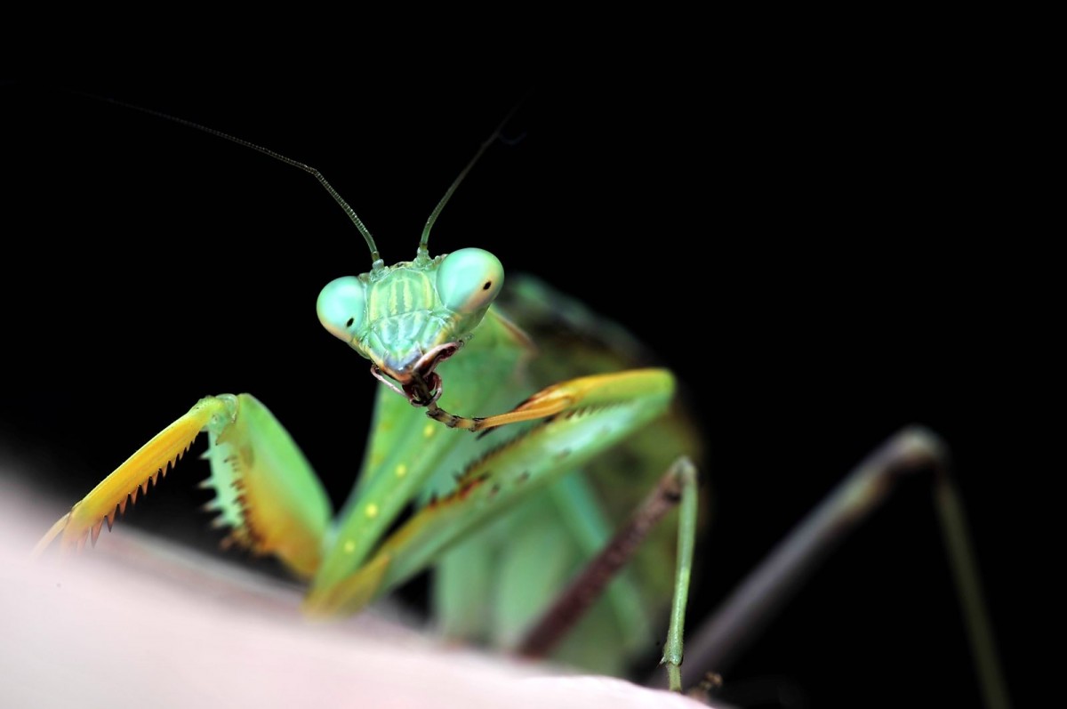 Sphodromantis gastrica