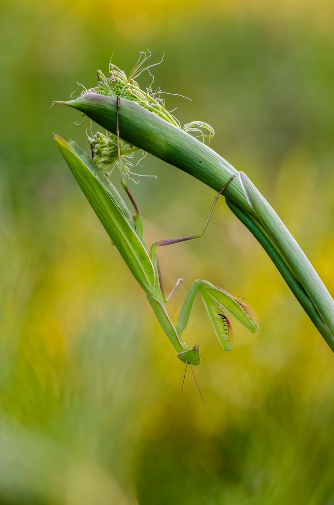 Mantis religiosa,0.1,adult