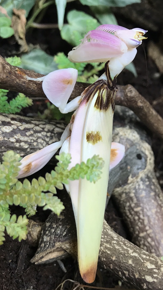 Hymenopus coronatus