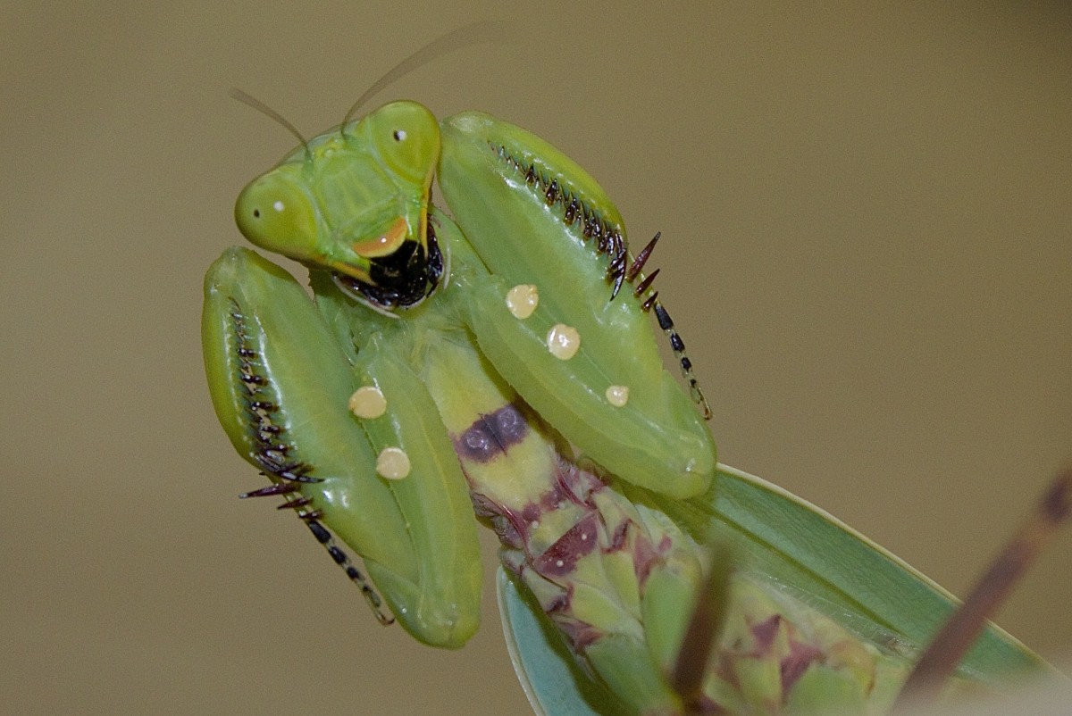 Hierodula patellifera