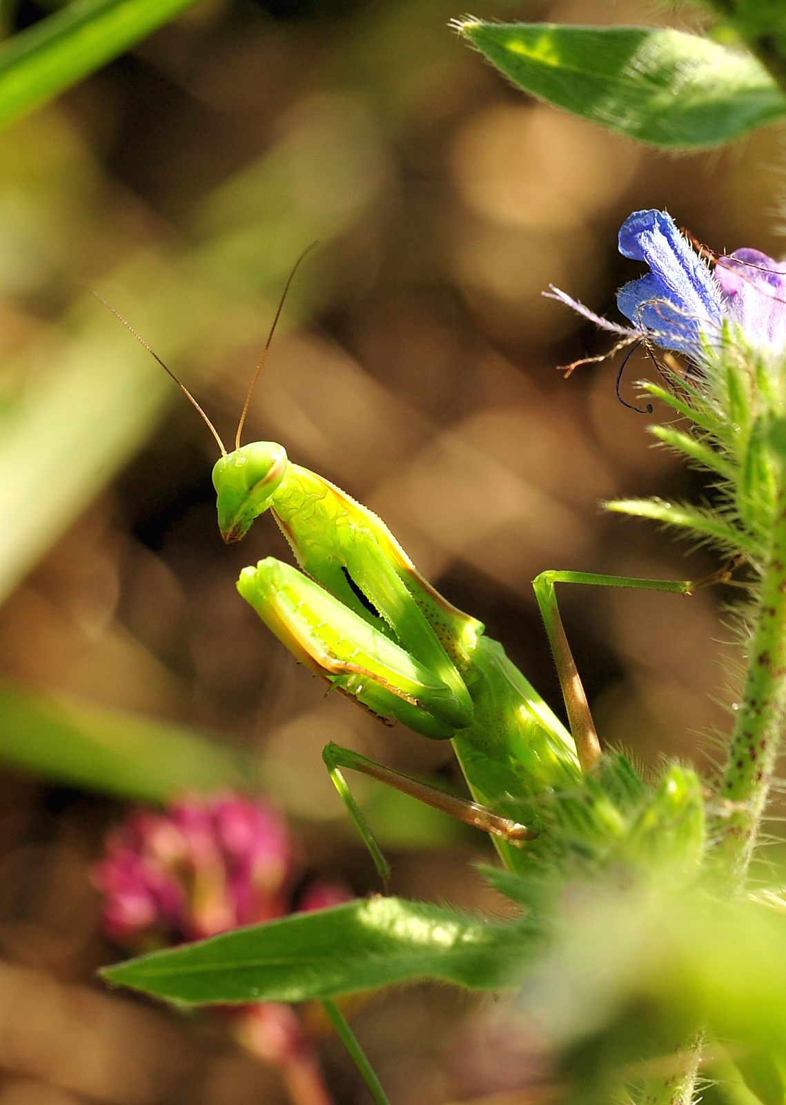 Mantis religiosa